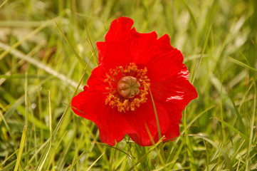 Joli coquelicot