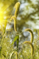 Fototapeta premium Ears meadow bush sunlight