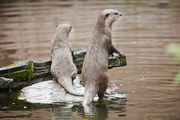 Otters On The Lookout For Predators