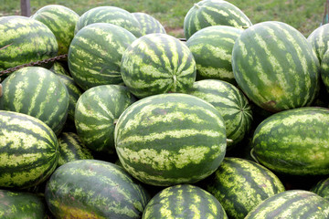 Watermelon at farmers market
