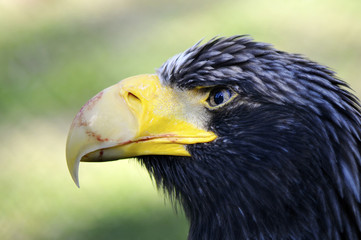 The Eagle