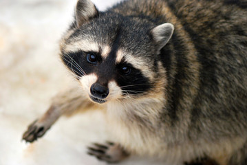 Raccon