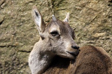 Steinbock-Kitz