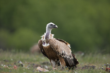 Griffon Vulture - Gyps fulvus