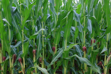 Obraz premium corn field
