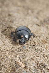 Dor beetle