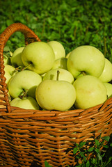 Healthy organic apples in the basket