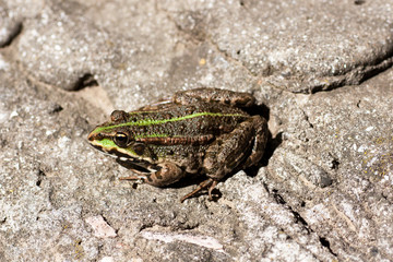 Big frog.