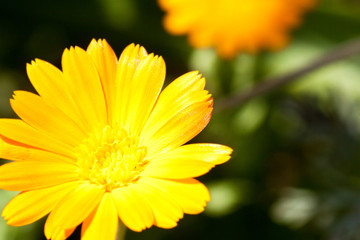 Yellow flowers against a grass