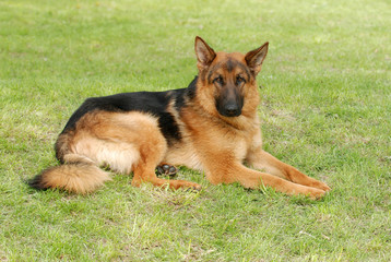 German  shephard (shepherd) dog portrait