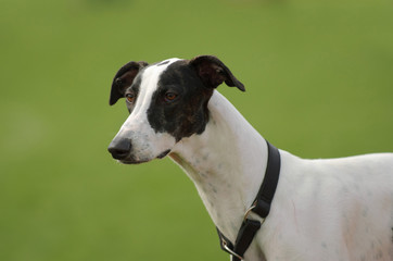 Greyhound dog (whippet) portrait