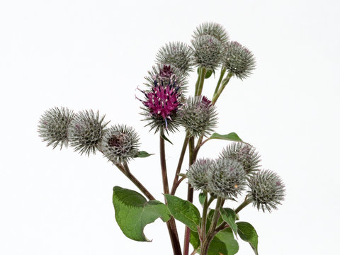 Wollkopf-Klette - Arctium tomentosum