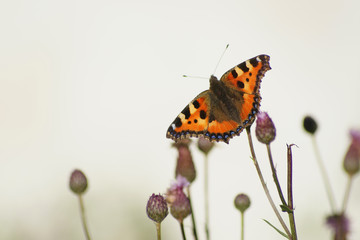 Tortoiseshell in front of wall