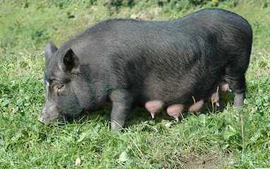 female black pig