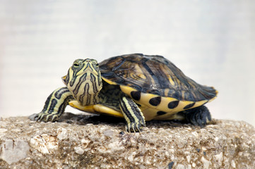 Close-up of a small Red-eared slider (Trachemys scripta elegans)