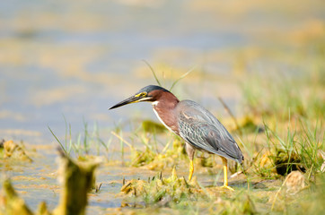 Green heron in Florida swamp