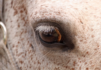 Horse eyes