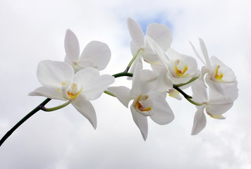 Fototapeta na wymiar branche z Orchidee Blanche