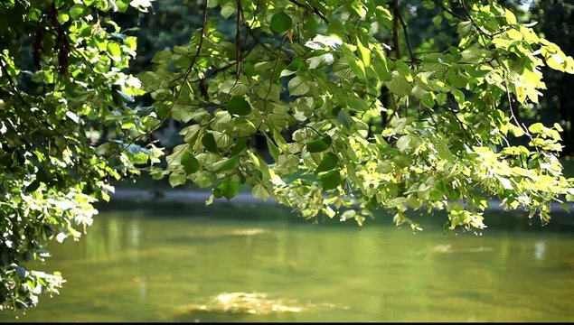 gałąź nad wodą