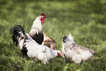 Chicken and cock outdoors.
