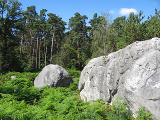 En forêt de Fontainebleau