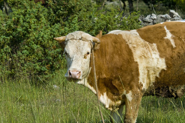 Cow in the Kljuc countryside