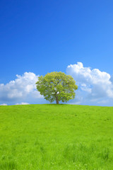 Fototapeta na wymiar 草原と青空と一本の木