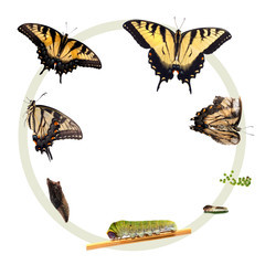 Fototapeta premium Life cycle of the Eastern Tiger Swallowtail butterfly
