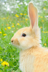 Cute Baby Rabbit