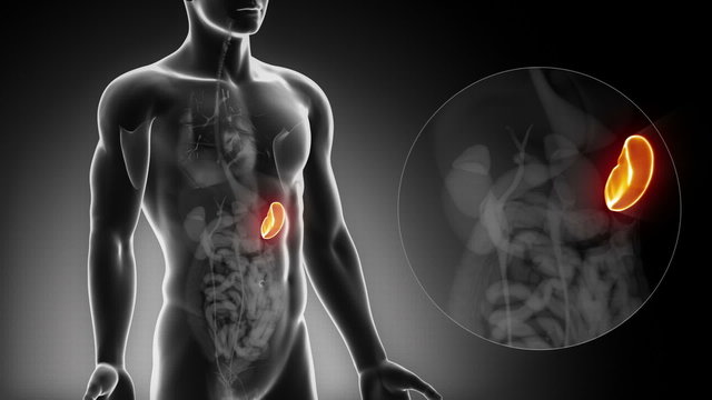 Detailed view - Male SPLEEN anatomy in x-ray