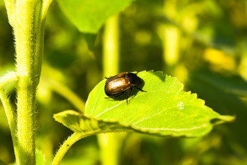 insect