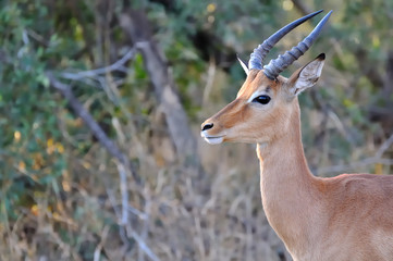 impala de côté, kruger