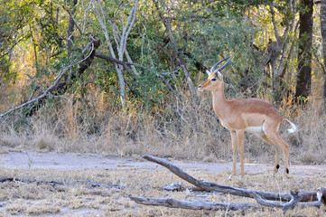 impala, kruger