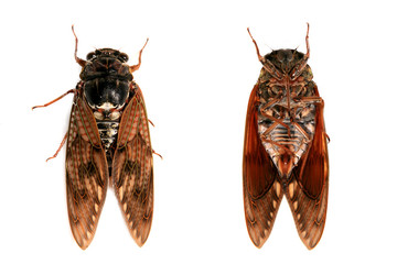 セミ　Cicada
