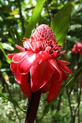 fleur du jardin de balata martinique