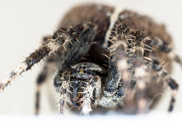 Big spider on isolated white background macro shot