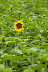 sunflower field