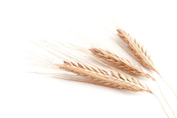 Wheat ears on white background