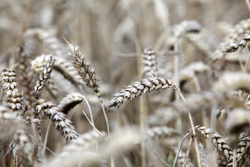 Fototapeta premium Weizen