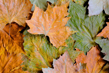 buntes Herbstlaub als Hintergrund