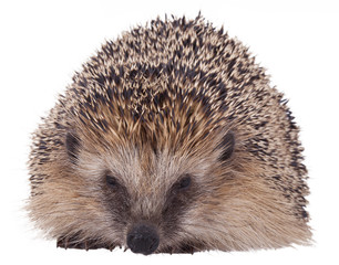 Studioaufnahme von einem Igel