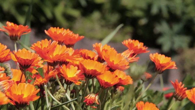 Ringelblumen(Calendula officinalis)