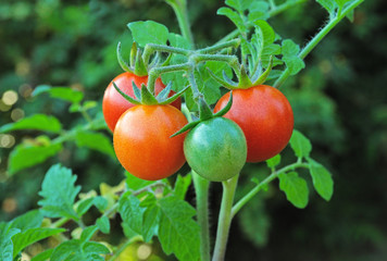 Cherry tomatoes growing on the vine.