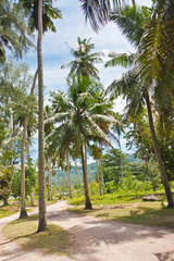 cocoteraie, la Digue, Seychelles