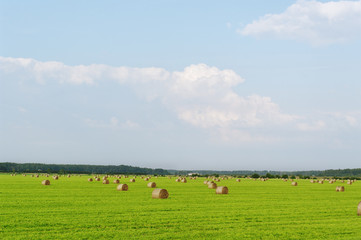 Fototapeta premium Crop.