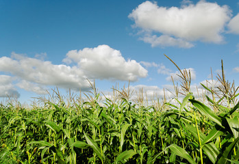 Growing corn.
