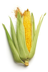 Ear of Corn