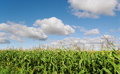 Fototapeta na wymiar Growing corn.