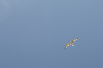 Seagull on blue sky