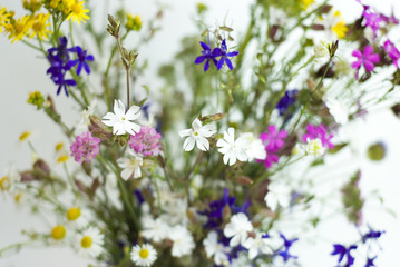 Bouquet of wild flowers on a white background